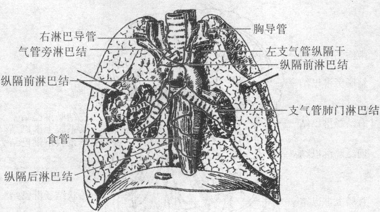 胸腺 解剖图图片